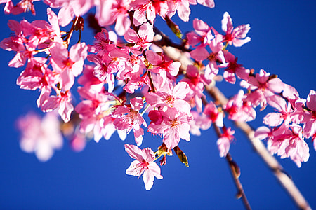 shallow focus photography of pink petaled flowers thumbnail