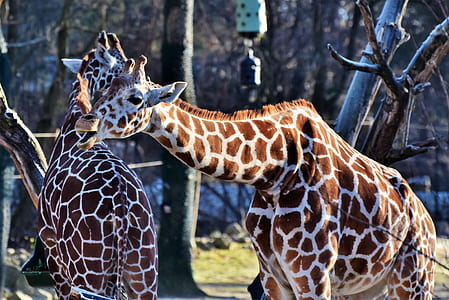 two brown-and-white giraffes standing near gray tree thumbnail