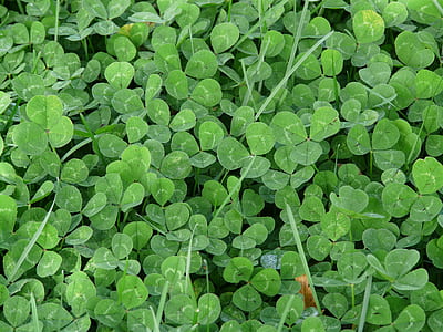 green leaves thumbnail