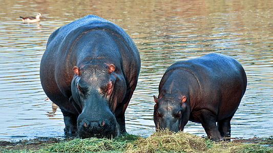 two hippopotamus near body of water during daytime thumbnail
