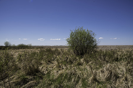 Grassy landscape with tree at Hecla Provincial Park thumbnail