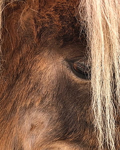 brown animal eye thumbnail