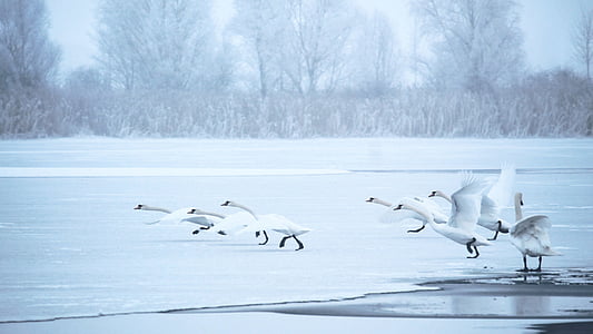 flock of swans on shore near bare trees thumbnail