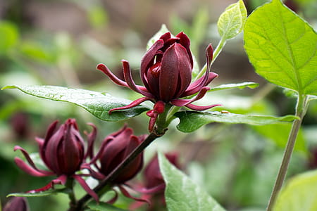 Calycanthus floridus, commonly called Carolina allspice, is an uncommon rounded deciduous shrub that grows to 6-9 tall. It features fragrant, brown to burgundy flowers which come into bloom from mid-April to mid-May. Flowers give way to brownish, urn-shaped fruits seed pods which mature in the fall and last throughout the winter months. The dark, lustrous, green leaves and bark release a clove or camphor-like scent when crushed. Both the flowers and leaves are often used to make potpourris. Other names used are sweetshrub, strawberry bush, and hairy allspice. The shrub is native to the US from Virginia to Florida. thumbnail
