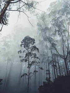 forest during fogs thumbnail