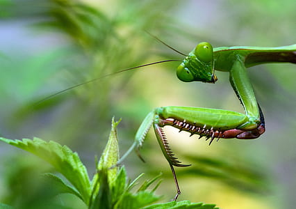 green praying mantis selective photography thumbnail