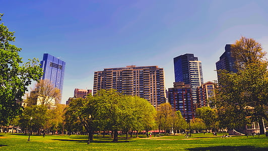 city buildings across trees thumbnail