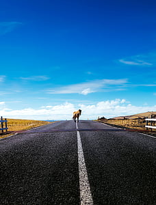 horse on road thumbnail