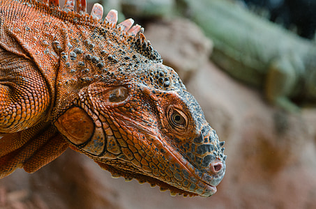brown and gray iguana thumbnail