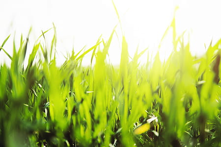 landscape, nature, sky, field thumbnail