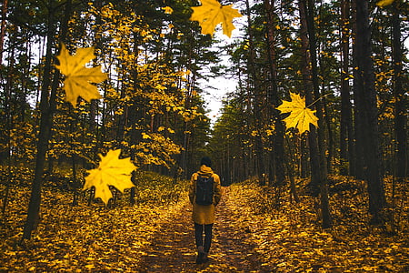 person walking on forest during fall thumbnail
