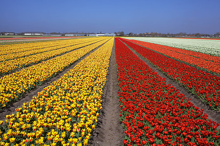 assorted-color tulip flower field in bloom thumbnail