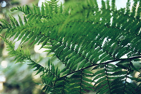 green leaf fern thumbnail