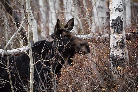 black animal in forest thumbnail