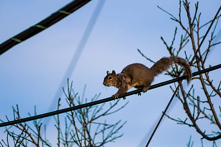 Squirell on a Power Line thumbnail