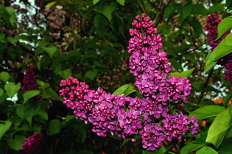 pink flowers thumbnail