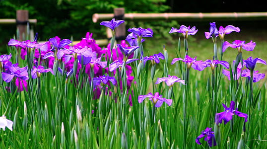 purple and pink irises in bloom at daytime thumbnail