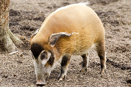 brown and black wild boar at the wildlife thumbnail