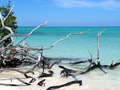 driftwood on seashore at daytime thumbnail