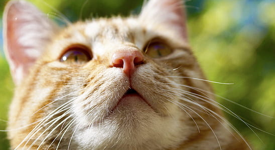 selective focus photography of orange tabby cat thumbnail