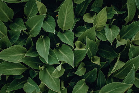 laceleaf plant thumbnail