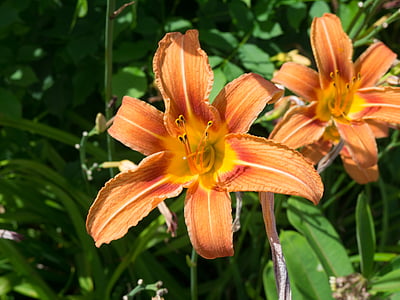 two orange petaled flowers thumbnail