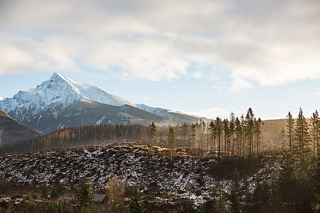 Big Mountain and Morning Woods Scenery thumbnail