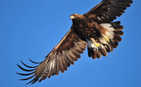 flying black and white hawk under blue sky thumbnail