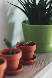 succulent plant on brown plant pot thumbnail