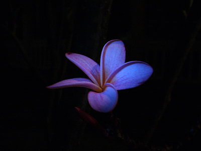 pink plumeria flower thumbnail