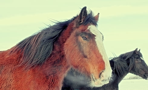 brown and black horses thumbnail