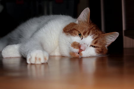 white cat thumbnail