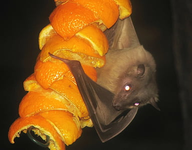 black bat on orange fruit thumbnail