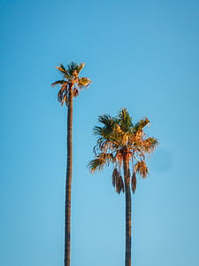 two green palm tree during sunset thumbnail