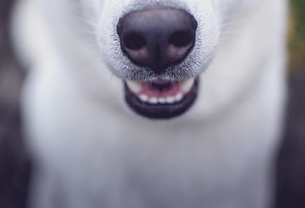 dog, teeth, white, husky thumbnail