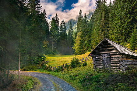 gray log house surrounded by palm trees thumbnail