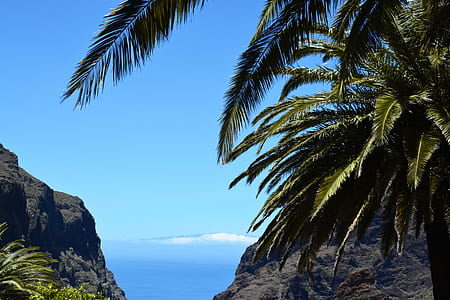photo of green and brown coconut tree near mountain thumbnail