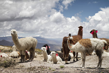 group of llamas in an open field thumbnail