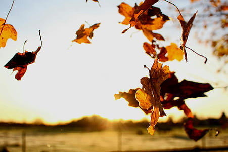 falling withered leaves thumbnail