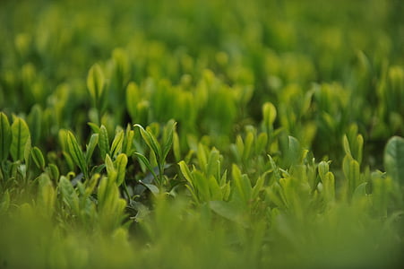 green leafed plant thumbnail