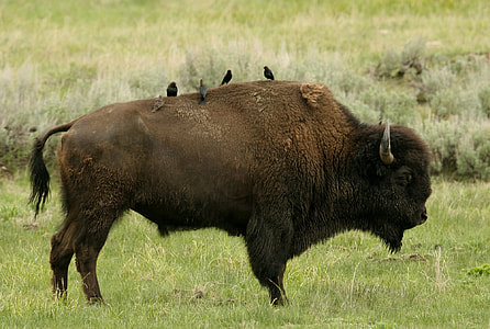brown bison on green grass during daytime thumbnail
