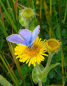purple butterfly on yellow sunflower thumbnail