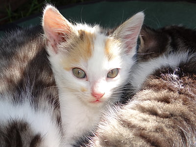 white and gray tabby kitten thumbnail