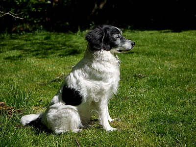 long-coated black and white dog thumbnail