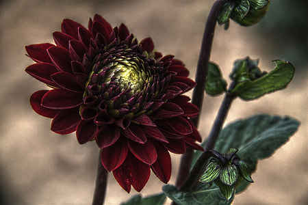 red flower thumbnail
