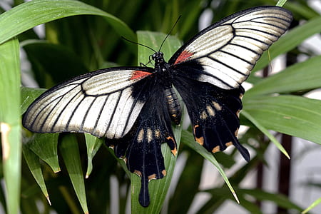 closeup photography of gray and black buttery on leaf thumbnail