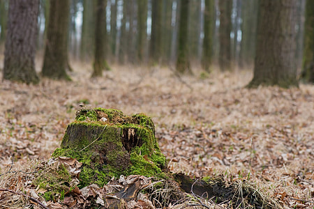 photo of a tree surrounded by dry leaves thumbnail