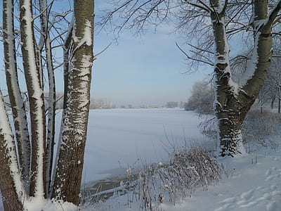 snow covered tree thumbnail