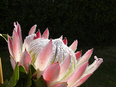 pink King protea flower in bloom close up photo thumbnail