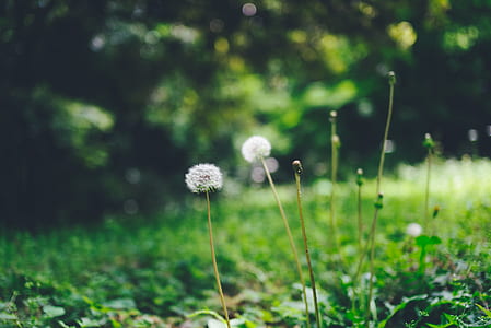 closeup photo of white dandelion flower thumbnail